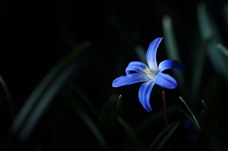 beauty In Nature, snow, photography, closeup, Glory of the snow, 4K, snow flower, freshness, glory, im, genuine, Flashlight, flower Head, plant, flower