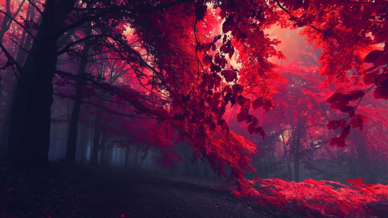 clouds, art, valley, forest, canyon, environment, star, color, yellow, light, landscape, tree, sky, mountain, ravine, season, natural, volcano, cloud, autumn
