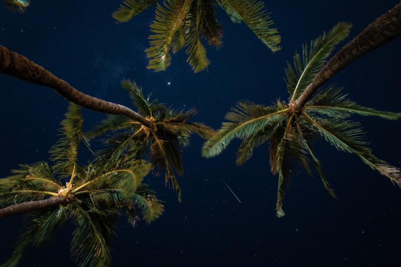 leaf, falling star, palm tree, star, land, growth, plant, scenics - nature, outdoors, water, looking up, summer, wind, green, no people, palm, 5K, palm leaf