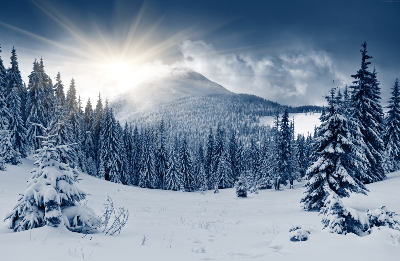 winter forest, mountain, sun, 5k, 5K, 4k, snow, fir-trees