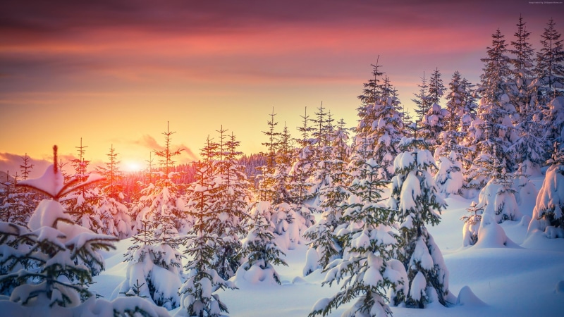 sky, sunset, orange sky, winter, tree, sunlight, 4K, landscape, snow, pines, trees, snowy, pine, fir, nature, pine forest, cold