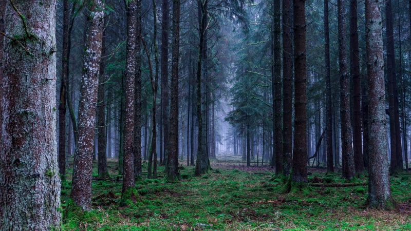 fog, spruce fir forest, vegetation, woodland, forest path, nature, grove, tree, forest, 4K