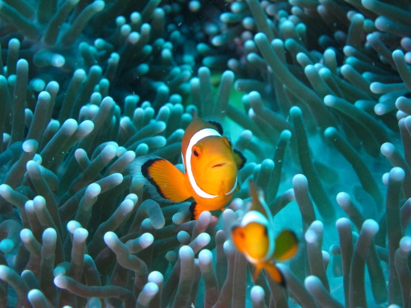 vertebrate, symbiotic relationship, sea, Diving, water, animal, underwater, invertebrate, sea life, orange color, clown fish, undersea, 2K, swimming, one animal