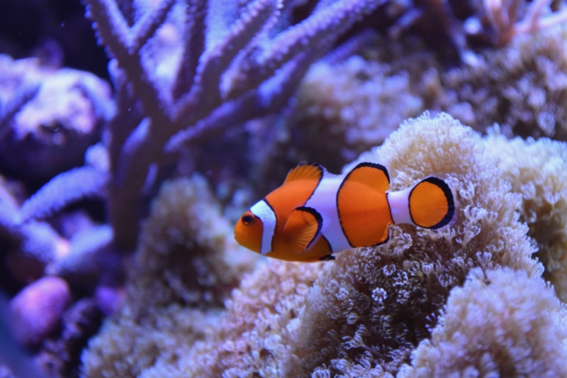 animal, fish, animal themes, water sea, clown fish, vertebrate, nemo, symbiotic relationship, small, sea life, coral, no people, clown, ocean, one animal