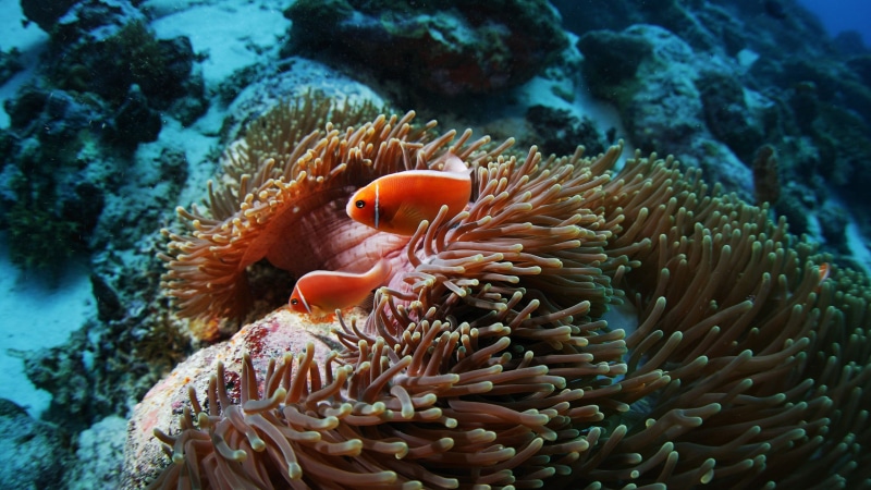invertebrate, animal, one animal, water, animals, symbiotic relationship, sea, coral, underwater, two, animals in the wild, undersea, no people, beauty in nature