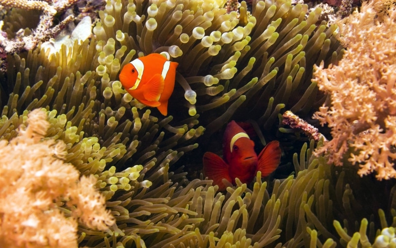 animals in the wild, marine, no people, animals, animal wildlife, animal themes, sea, swimming, undersea, group of animals, animal, clown, beauty in nature