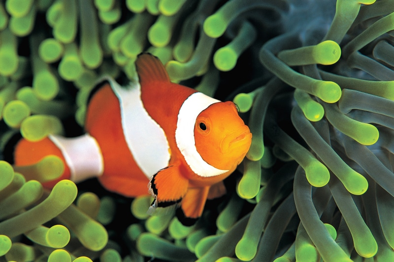 skunk Anemone Fish, symbiotic relationship, fish, clown, sea Anemone, swimming, colorful anemones, reef, blue, orange color, one animal, sea life, no people