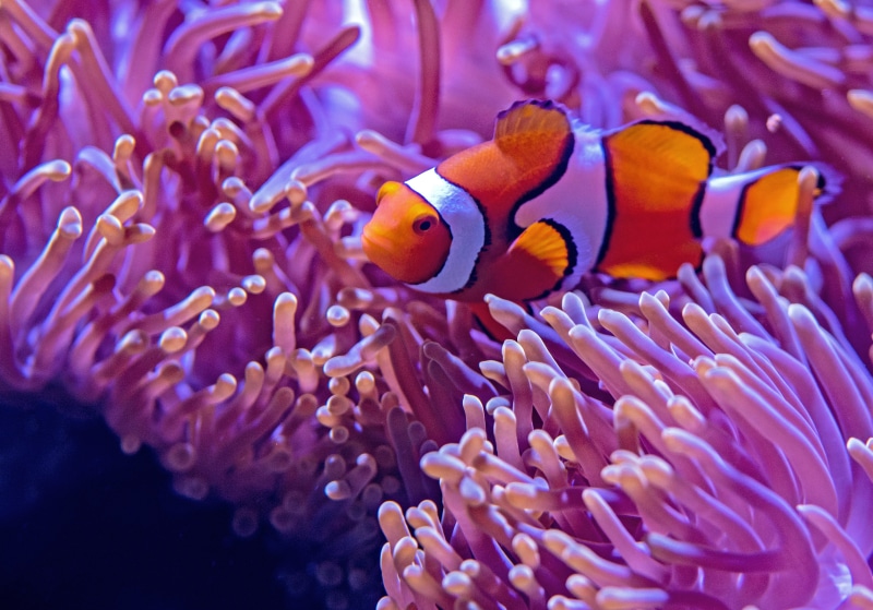 fish, water, clown anemone fish, animal, clown, australia, nemo, undersea, aquarium, sea anemone, no people, 4K, animals in the wild, coral, sea, purple