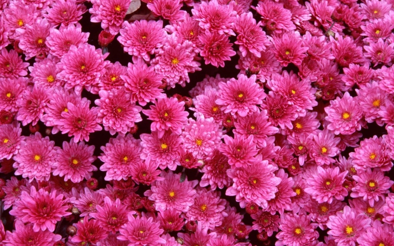 1080P, mums, magenta