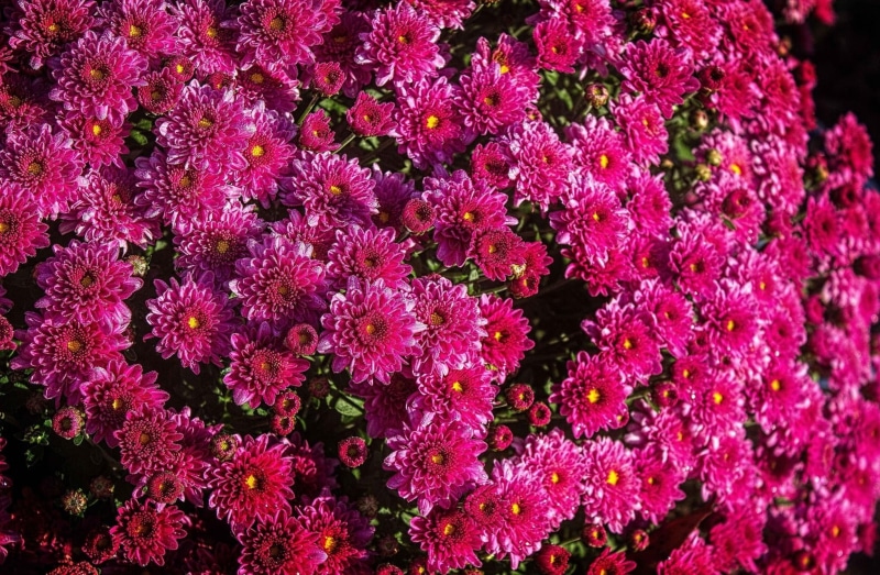magenta, multi Colored, plant, flowerbed, vibrant Color, summer, beauty In Nature, pattern, backgrounds, botany, flowers, green Color, decoration, chrysanthemum