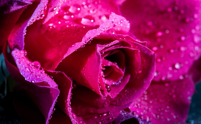 Vibrantcolor, Aero, 5K, flower head, Magenta, raindrop, beauty in nature, Lovely, dew, color, growth, nature, drop, wet, Drops, rain, rainy season, plant