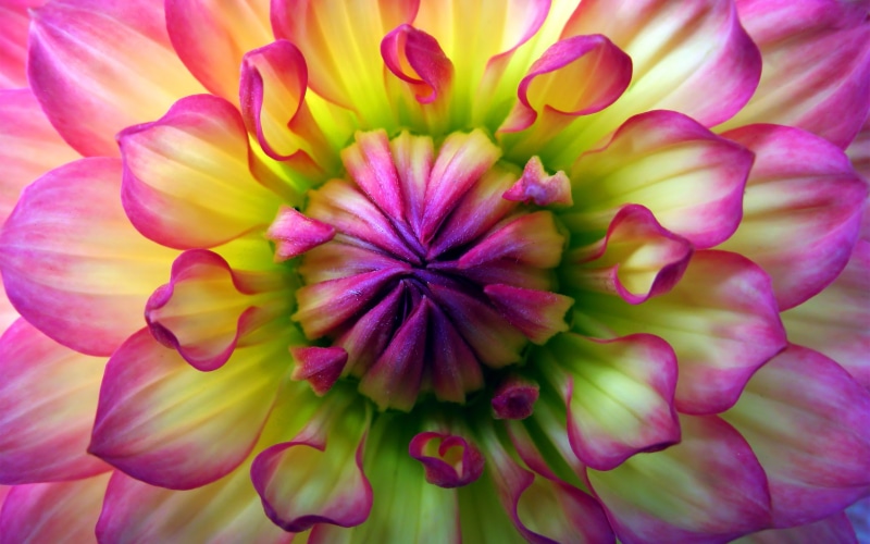 green, pink, 2K, yellow, flower, color, dahlia, tint, macro, magenta