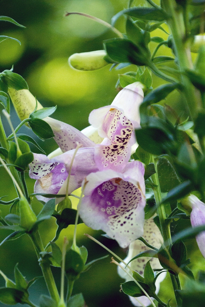 poisonous, plant part, vulnerability, inside, medicinal plant, digitalis purpurea, leaf, flower, foxglove, fragility, pink color, growth, vertical, beauty in nature