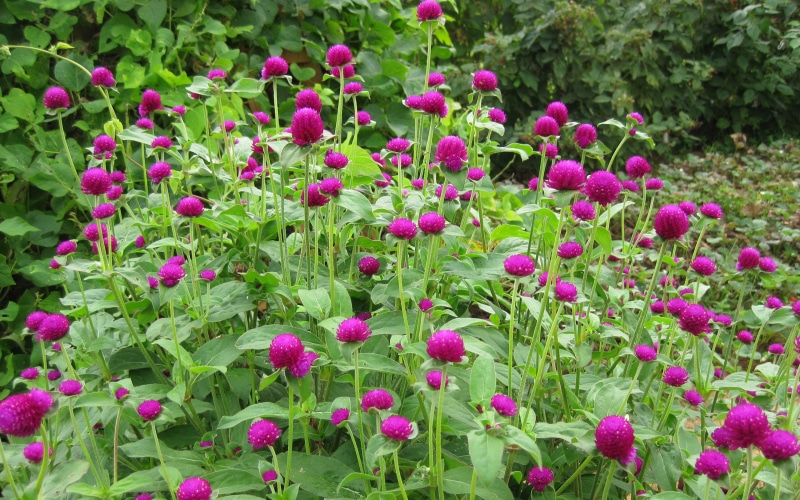 purple, color, vulnerability, fragility, flower, pink, beauty in nature, growth, sun, land, outdoors, no people, springtime, resistant, red, flowerbed