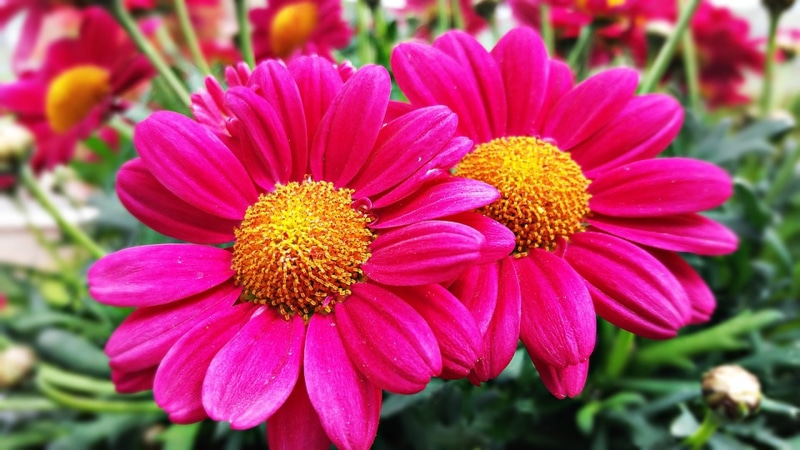  1080P, flowers, dahlia, yellow, color, hd, center, magenta