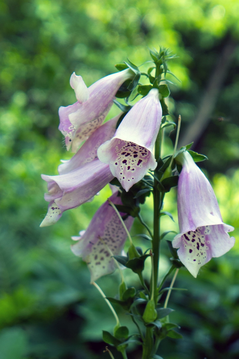 no people, wild flower, bell, garden, medical herb, beauty in nature, growth, pink color, inside, foxglove, botany, butterfly - insect, flower, common foxglove