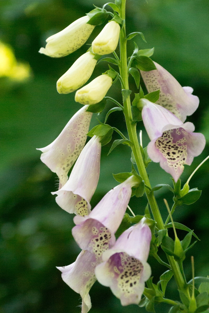 no people, shaped, digitalis purpurea, close-up, beauty in nature, poisonous, pink, flower head, speckled, fragility, freshness, plant, digitalis, botany