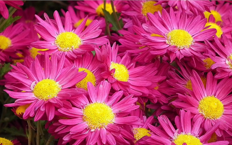 magenta, photo, beautiful, mobile, hd, flower, chrysanthemum, phone, 1080P
