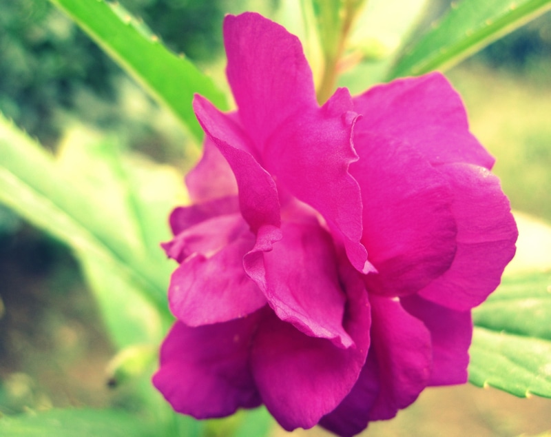 Purple, Nature, 2K, Flowers, Flower, Magenta, Pink