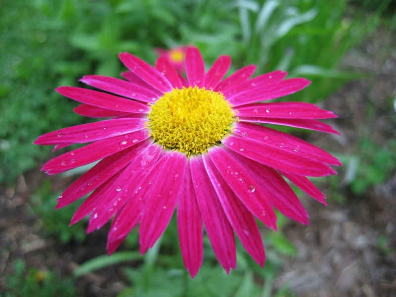 flower, outdoors, no people, petal, beauty in nature, plant, freshness, 720P, day, drop, vulnerability, fragility, close-up, inflorescence, raindrop, growth