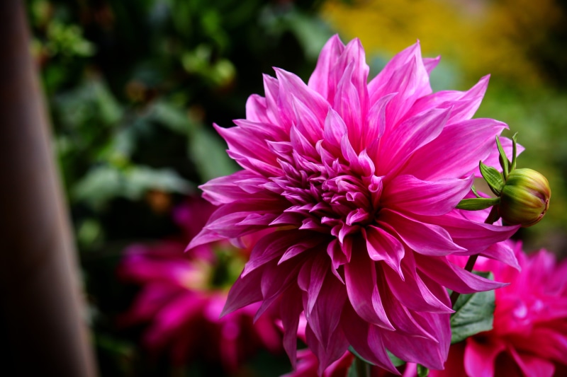 park, no people, petals, close-up, beauty in nature, flower head, bloom, blooming, beautiful, flowers, botanical, blossom, flora, garden, inflorescence