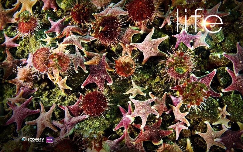 starfishes, animals, starfish, hd, star, fish, 1080P, discovery, decor, lot, starfish hd, channel, under water, life