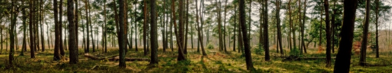 triple, foret, multiple, monitor, 5K, multi, screen, arbres, trees, forest