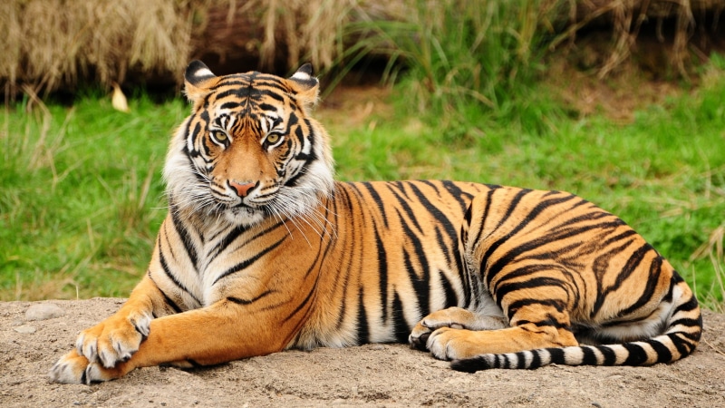 tiger, 1080P, awesome, 1080p