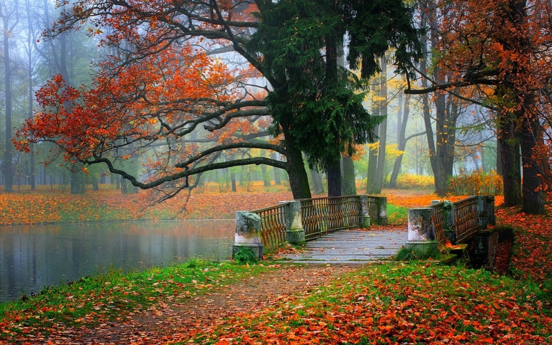 River, 1080P, Scenery, Autumn, Forest, Leaves, Park, Water, Colorful, Trees