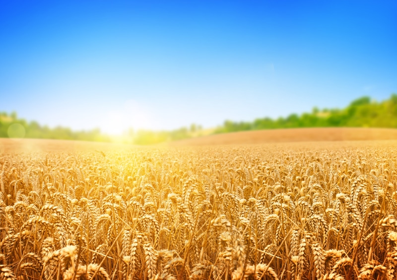 wheat, harvesting, cereal Plant, trees, cultivated, cloud - Sky, horizon, backgrounds, rye - Grain, color Image, environment, straw, summer, dusk, crop