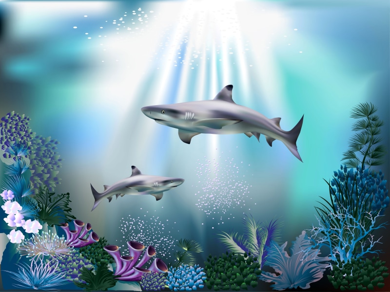 rays of light, beauty in nature, fish, shark, marine, sharks, bubbles, animal, bird, underwater, water, flying, blue, plant, 3D, animal wildlife