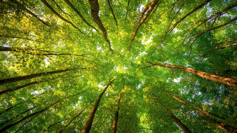 sunny, light - Natural Phenomenon, no People, bamboo - plant, nature, sun, directly Below, summer, canopy, leafed, full frame, beech Tree, green, tranquility