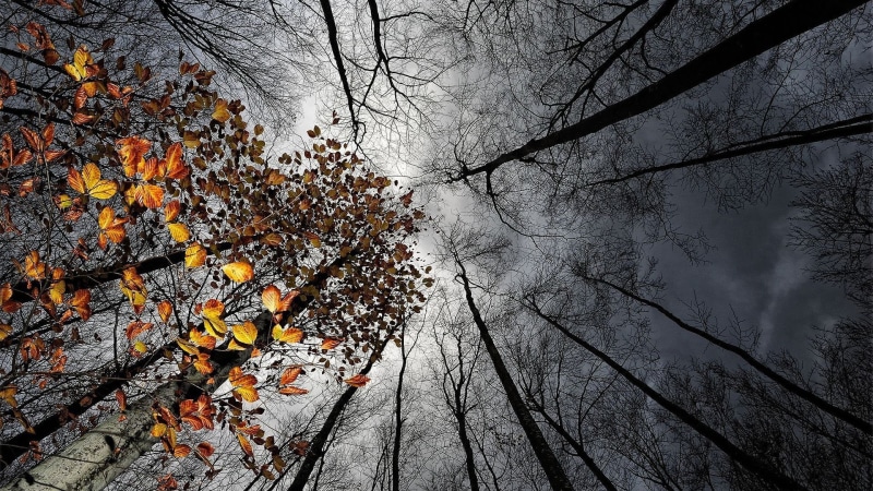 trees, autumn collection, growth, woodland, plant, change, tree, land, fall, plant part, branch, worms eye view, bare tree, sky, tranquility, beauty in nature