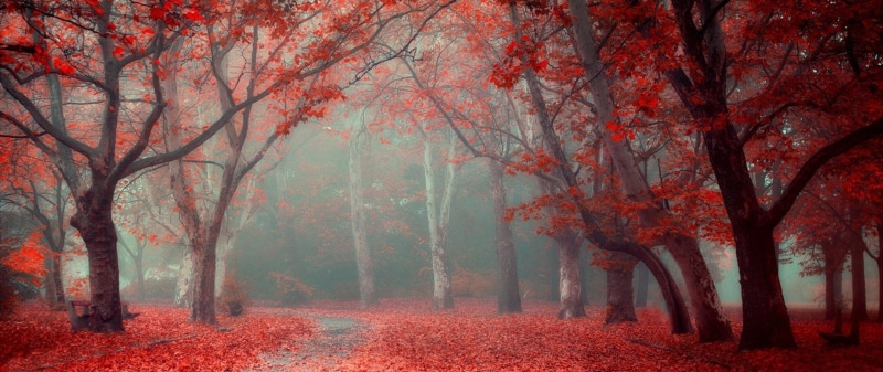 plant, 2K, environment, autumn, trunk, ultra-wide, leaf, no people, scenics - nature, tranquil scene, nature, woodland, outdoors, branch, land, plant part