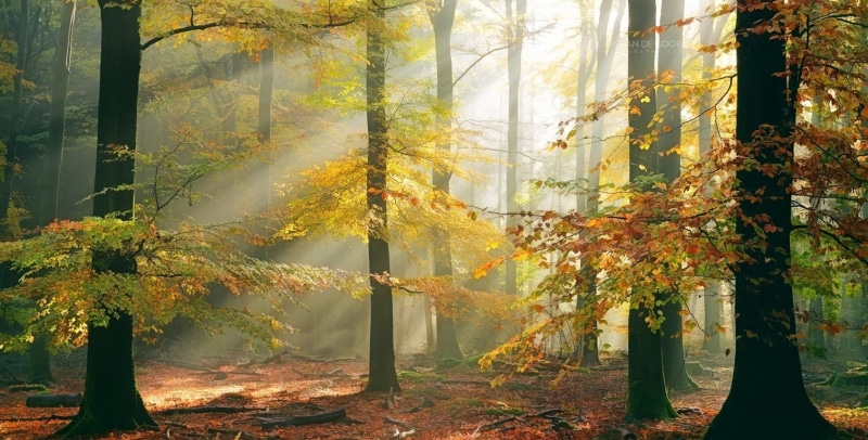 landscape, branch, tree trunk, fall, plant, streaming, no people, land, leaves, trees, forest, day, orange color, trunk, 720P, mist, autumn, plant part