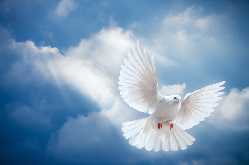homing Pigeon, flying, feather, peace Symbol, beak, motion, animal themes, day, symbols Of Peace, white dove, outdoors, cloud - sky, vertebrate, the world