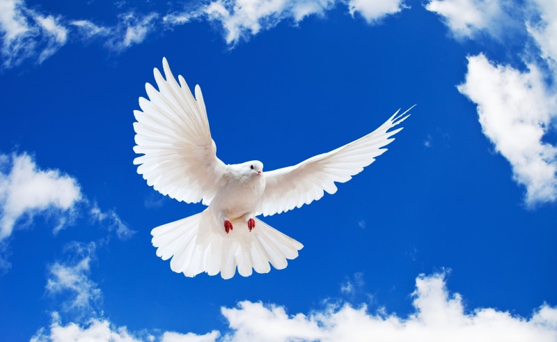 pigeon, outdoors, cloud - sky, animals in the wild, animal body part, sky, 2K, beauty in nature, animal wildlife, White, Dove, no people, blue sky, symbols of peace