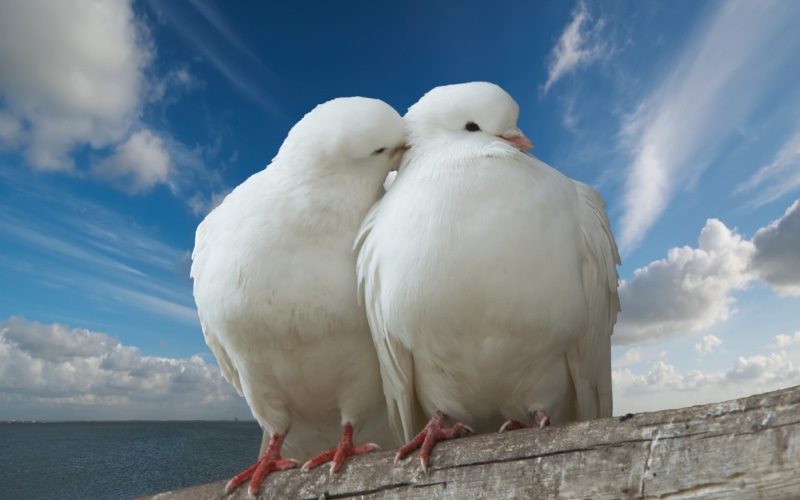 2K, love, white birds, white, pigeons, doves, dove