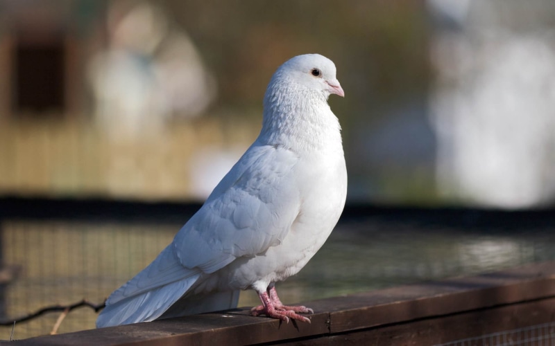 dove, hd, 1080P, pigeon, bird, animals, white
