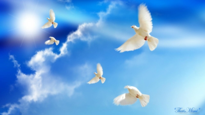 blue, white, 1080P, feathered, clouds, peace, bird, doves