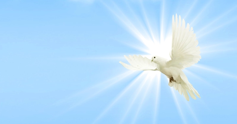 white color, embassy, vertebrate, animal wildlife, sun, tranquil scene, symbols of peace, freedom, white, flight, animal themes, beauty in nature, animal world