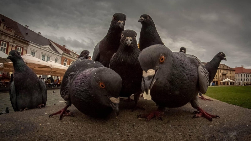 building exterior, built structure, animals in the wild, vertebrate, 720P, city, humor, day, cloud - sky, gang related, no people, building, animal wildlife