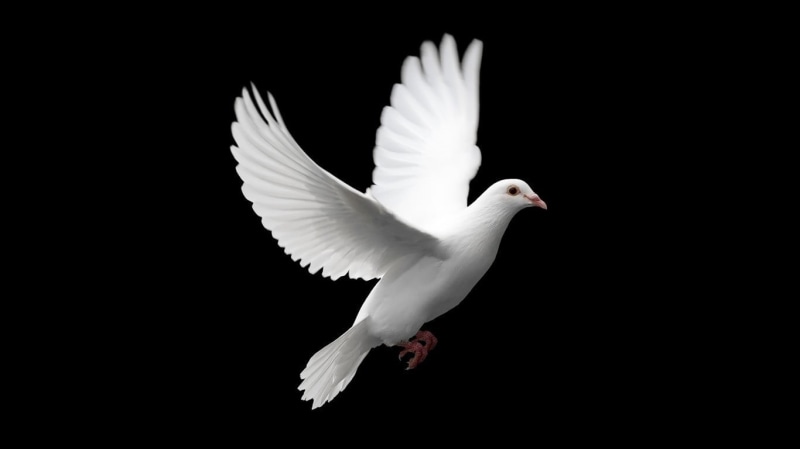 copy space, studio shot, spread wings, white color, animals, animal wildlife, animal, flapping, black background, full length, pigeon, pigeons, flying
