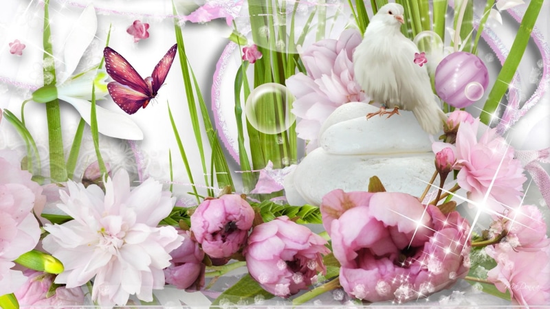 papillon, flowers, dove, bird, pink, poster, butterfly, 1080P, stone, white, sparkle, pigeon, bubbles, garden, leaves, fleurs