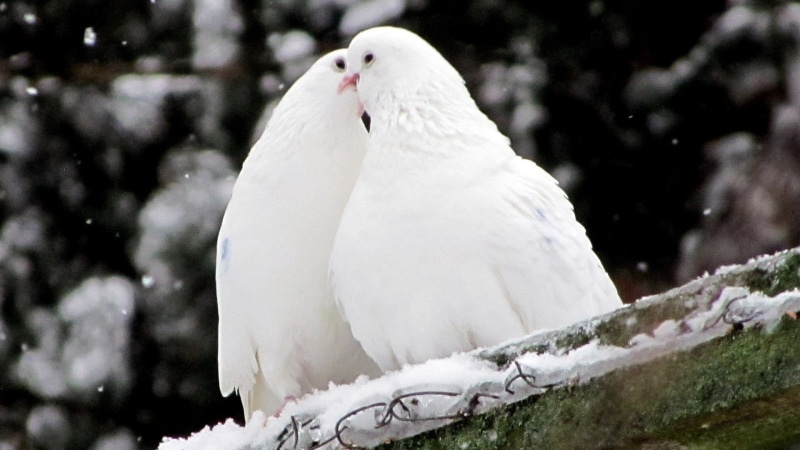 outdoors, winter, 1080P, wildlife, white color, one Animal, nature, beauty In Nature, ice, white, snowing, feathers, birds, beak, day, bird, vertebrate
