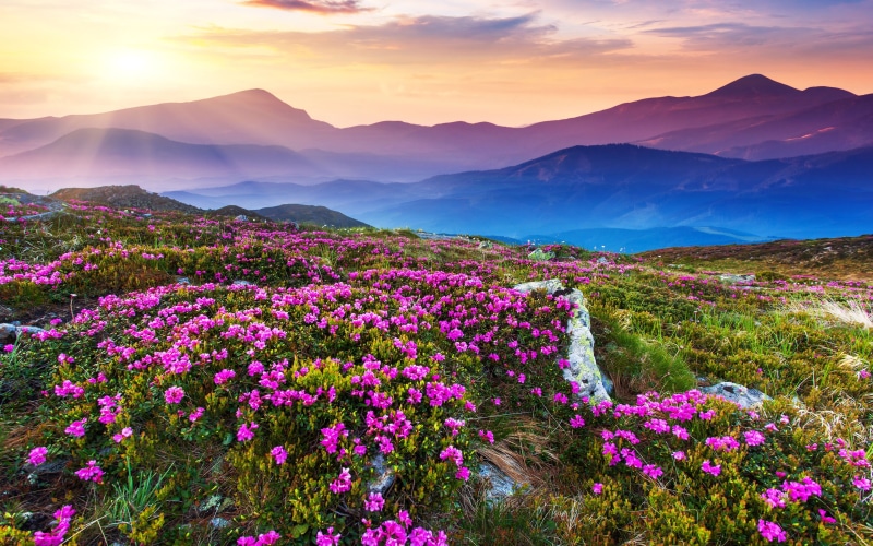 idyllic, sunset, tranquility, environment, cloud - sky, no people, sun, freshness, purple, beautiful, flower, beauty in nature, desktop, rocks