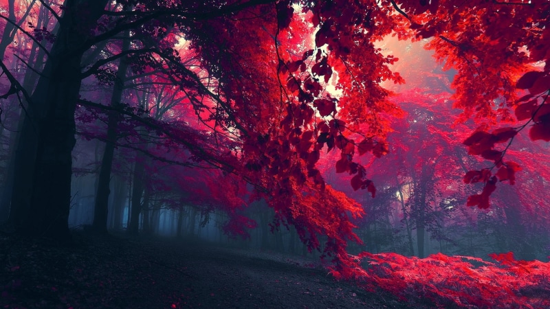 Autumn, Red, Beautiful, 1080P, Forest, Branches, Leaves, Trees