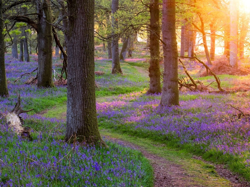 Flowers, 1080P, Sun, Beautiful, Scotland, Morning, Nature, Forest, Trees, Rays, Grass