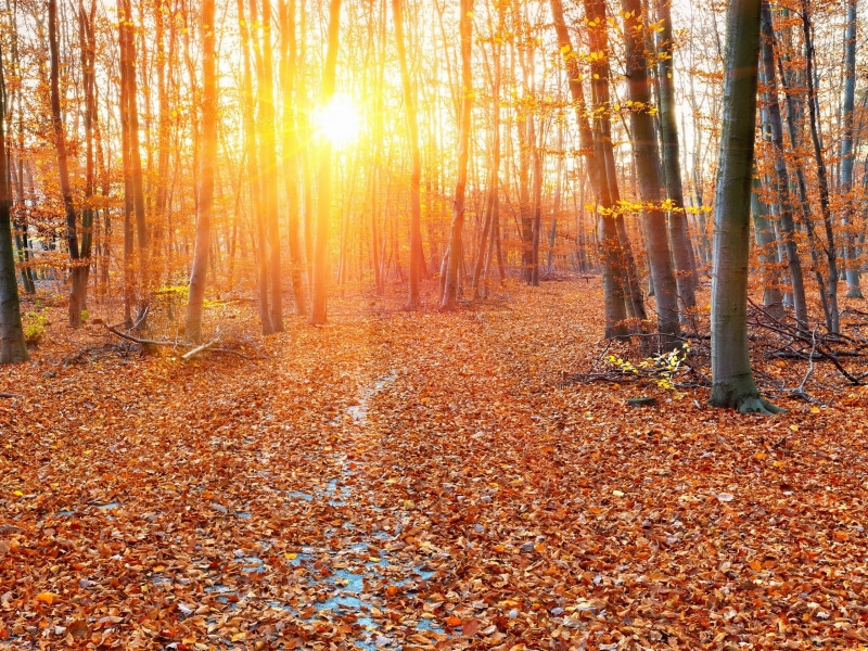 Autumn, dried, 2K, Rays, Trees, Forest, Leaves, Sun