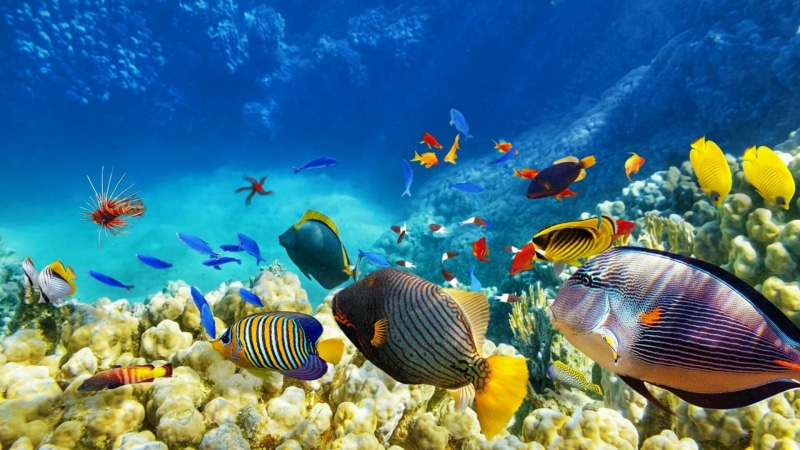 invertebrate, animal wildlife, ecosystem, saltwater fish, large group of animals, swimming, undersea, fish, coral reef, marine biology, nature, 1080P